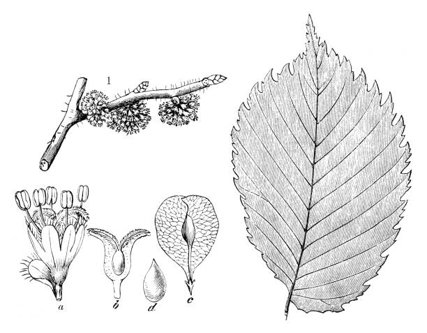 istock Antique botany illustration: Ulmus minor, field elm 1330914415