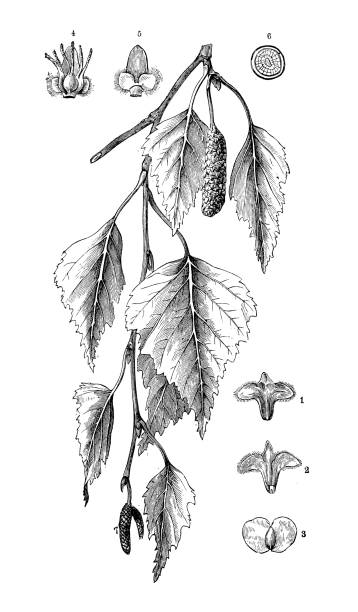 antyczna botanika ilustracja: betula pendula, srebrna brzoza - silver birch tree stock illustrations