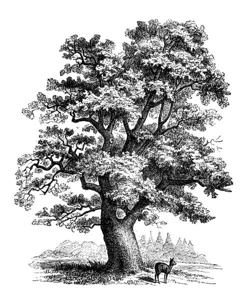 ilustraciones, imágenes clip art, dibujos animados e iconos de stock de ilustración botánica antigua: quercus robur, roble - english oak