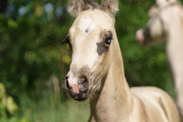 Little Welsh Pony with Mom A portrait of a foal first sent to graze. In the background a mare welsh pony foal stock pictures, royalty-free photos & images