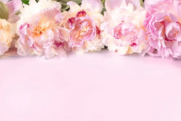 Photo of Bouquet of beige-pink peony flowers on a pink paper background with space for text. Image for the design of greeting cards on the theme of wedding, Valentine's Day, declaration of love