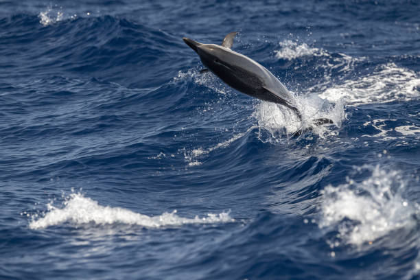 istock striped Dolphin while jumping in the deep blue sea 1330918061