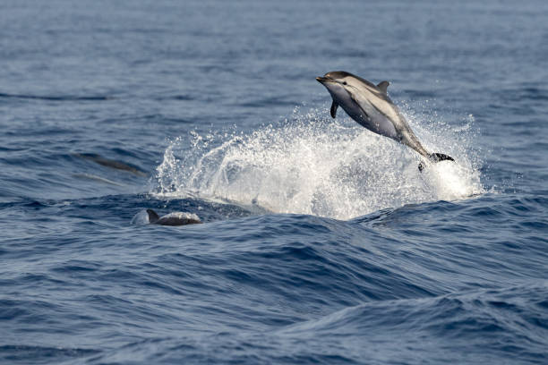 istock striped Dolphin while jumping in the deep blue sea 1330918076