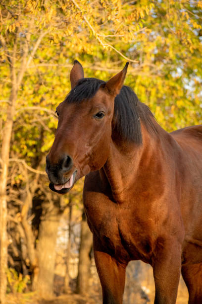 istock Horse in autumn 1330918112