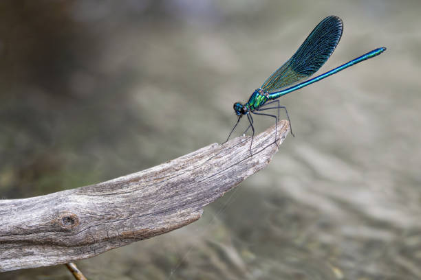 istock dragonfly macro close up  green and blue 1330918136
