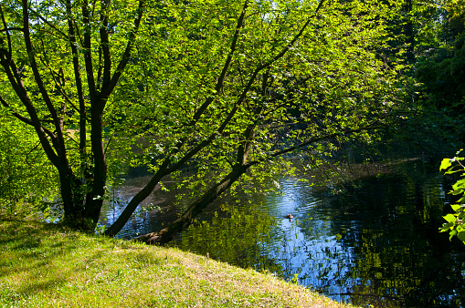 Beautiful tree with green leaves and reflection in the water by the river on a sunny day