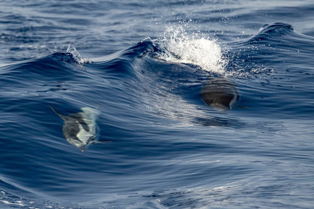 istock striped Dolphin while jumping in the deep blue sea 1330918185