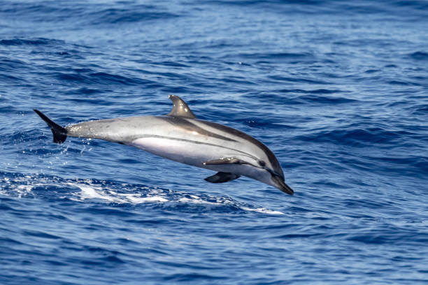 istock striped Dolphin while jumping in the deep blue sea 1330918254