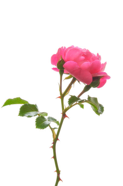 istock Pink roses white isolated background 1330919584
