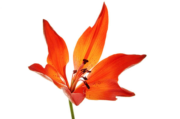 istock Orange lily on white isolated background 1330919590