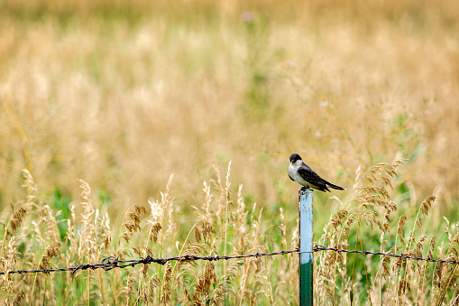 Eastern Kingbird,  The eastern kingbird is a large tyrant flycatcher native to the Americas.
