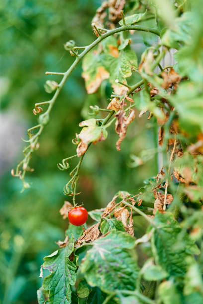 istock Ripe tomato hanging on a green branch 1330919691