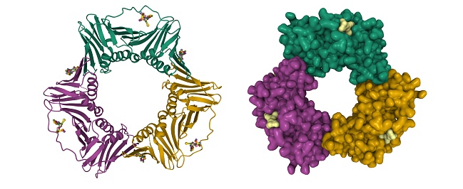 Proliferating cell nuclear antigen (PCNA) is a DNA clamp that acts as a processivity factor for DNA polymerase δ in eukaryotic cells and is essential for replication. PCNA is a homotrimer and achieves its processivity by encircling the DNA, where it acts as a scaffold to recruit proteins involved in DNA replication, DNA repair, chromatin remodeling and epigenetics. 3D cartoon and Gaussian surface models, chain instance color scheme, based on PDB 3wgw, white background.