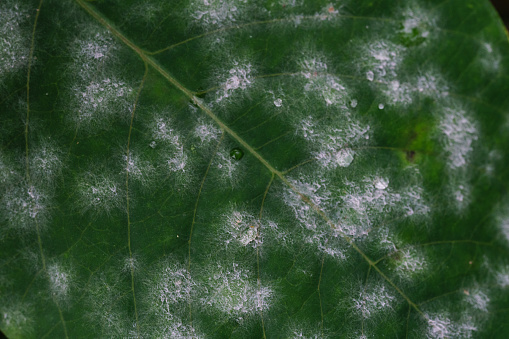 white fungus on leaves.