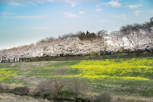 Cherry Blossoms and rape blossoms along the river, Nagareyama City, Chiba Prefecture, Japan