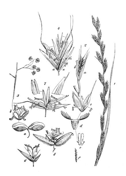 античная иллюстрация ботаники: anthoxanthum odoratum, сладкая весенная трава - sweetgrass stock illustrations