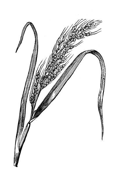 Antique botany illustration: Oryza sativa, Asian rice