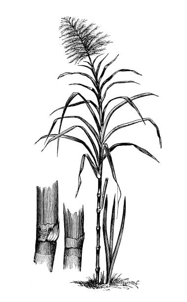 Antique botany illustration: Saccharum officinarum, sugar cane Antique botany illustration: Saccharum officinarum, sugar cane sugar cane saccharum officinarum stock illustrations