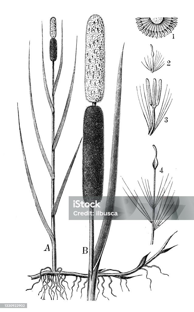 Ilustrasi Botani Antik Typha Latifolia Ekor Kucing Broadleaf Ilustrasi