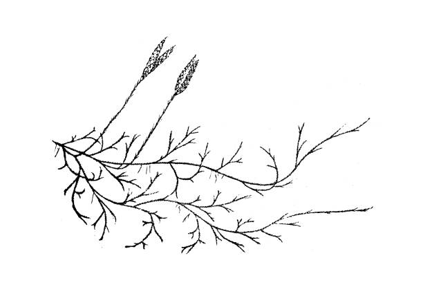 Antique botany illustration: Lycopodium clavatum (common club moss) Antique botany illustration: Lycopodium clavatum (common club moss) lycopodiaceae stock illustrations