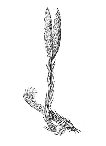Antique botany illustration: Lycopodium clavatum (common club moss) Antique botany illustration: Lycopodium clavatum (common club moss) lycopodiaceae stock illustrations