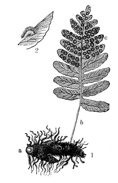 Antique botany illustration: Polypodium vulgare, polypody Antique botany illustration: Polypodium vulgare, polypody polypodiaceae stock illustrations