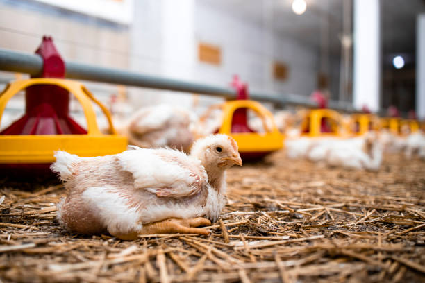 istock Chickens at poultry farm for meat production. 1330925273