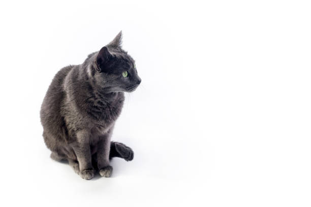 istock Russian blue cat isolated on white looking right with copy space for text. 1330925813