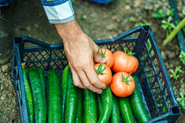 Male gardener working at vegetable greenhouse