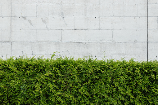 Green thuja plants against Blank concrete wall. Abstract architecture background. Copy space