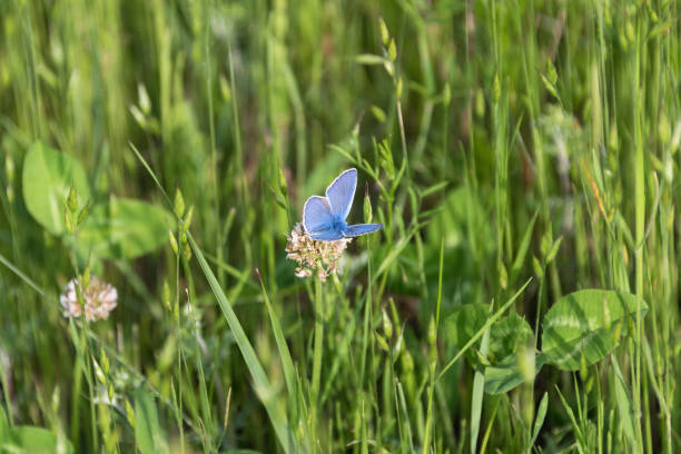 istock Butterfly in the grass on a meadow closeup. Beautiful summer nature. 1330929888
