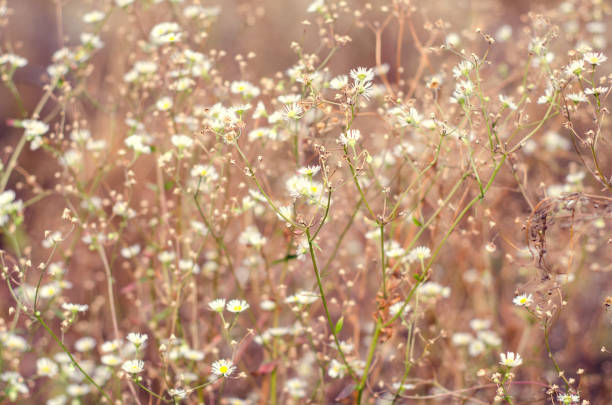 istock wildflowers in the field 1330930374