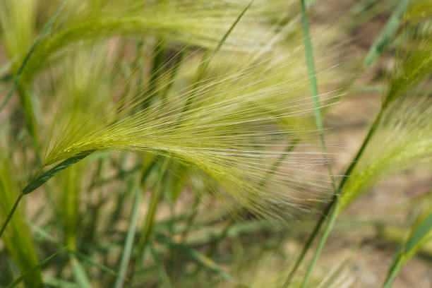 fresh intermediate barley ears also called foxtail barley - intermediate imagens e fotografias de stock