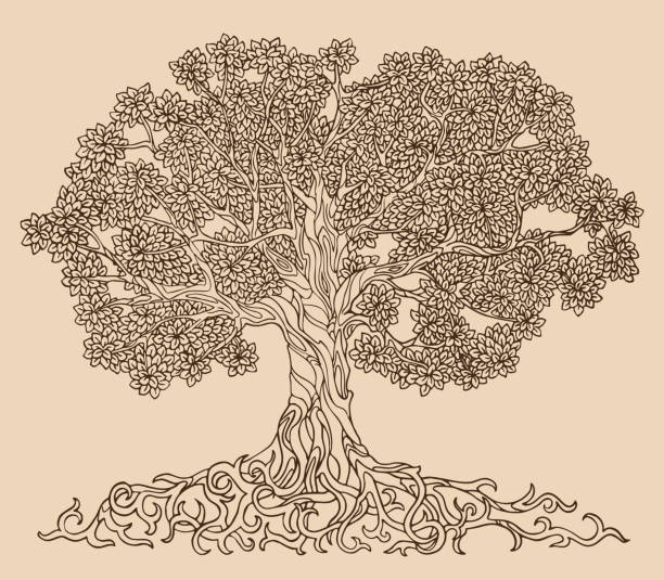 Lush tree drawing vector. A family tree with many leaves, branches and roots. Lush tree drawing vector. Family tree pattern with many leaves, branches and roots. big tree stock illustrations