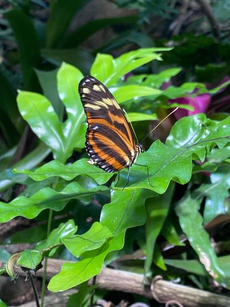 Malay Lacewing butterfly on leaf