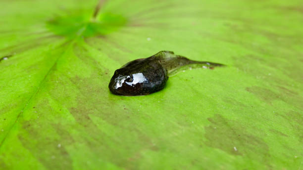 istock Polliwog, Pollywog, Tadpole 1330934277