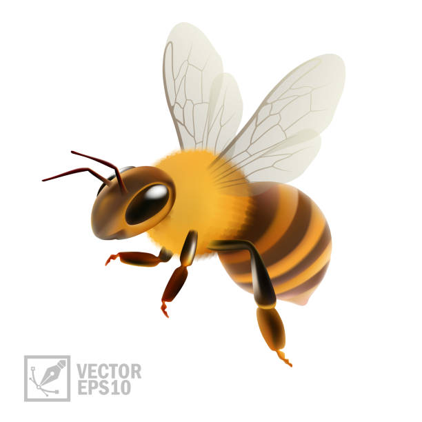 ilustrații de stoc cu 3d albină vectorială realistă tăiată pe fundal alb extragând miere sau propolis, macro - albină