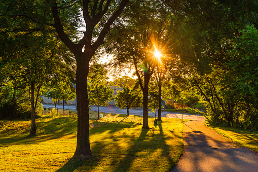 Early Morning Sunshine through Trees in a City Park in Hamilton, Ontario