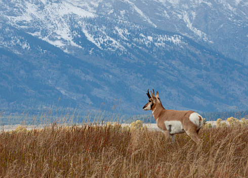 a pronghorn antelope buck in Grand Teton National Park Wyoming in autumn