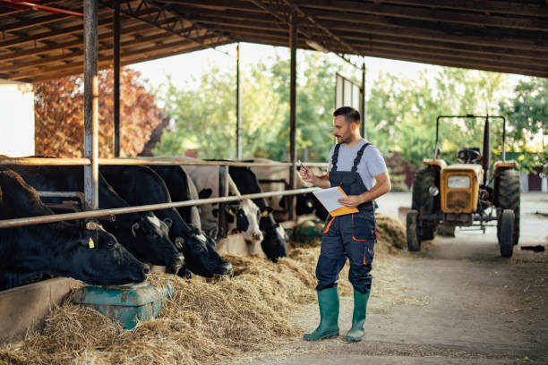 istock Adult man, naming all the cows. 1330939693