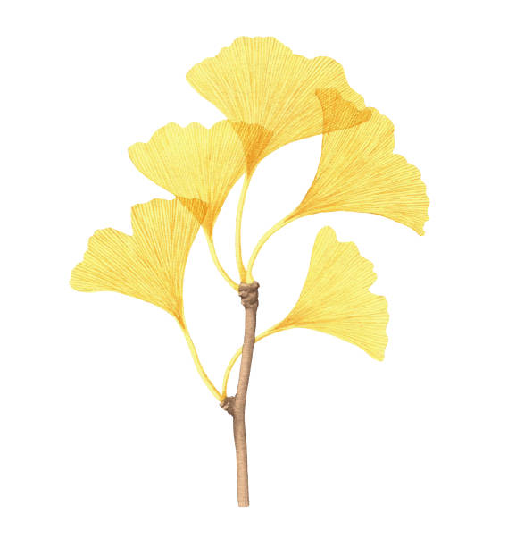 Yellow ginkgo biloba branch with leaves. Hand painted illustration isolated on white backgraund. ginkgo tree stock illustrations