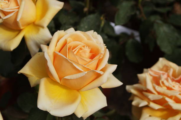 istock Pink rose flowers with yellow hues 1330940767