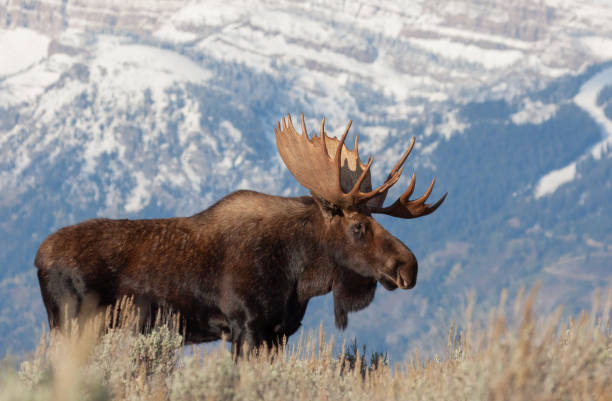 bull moose dans le wyoming en automne - élan photos et images de collection