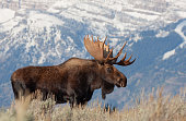Bull Moose in Wyoming in autumn
