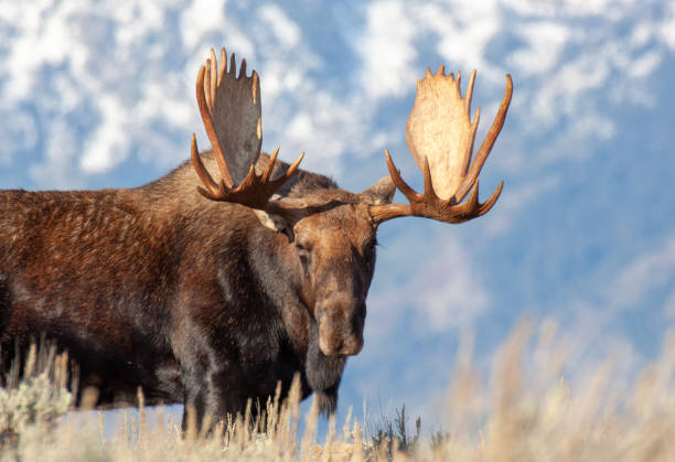 istock Bull Moose in Wyoming in autumn 1330941110