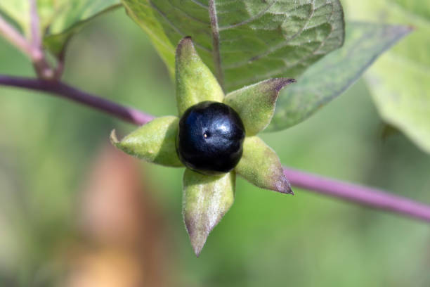 Fresh black Atropa Belladonna berry close up in the garden