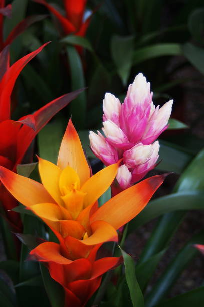 Guzmania plants in a garden
