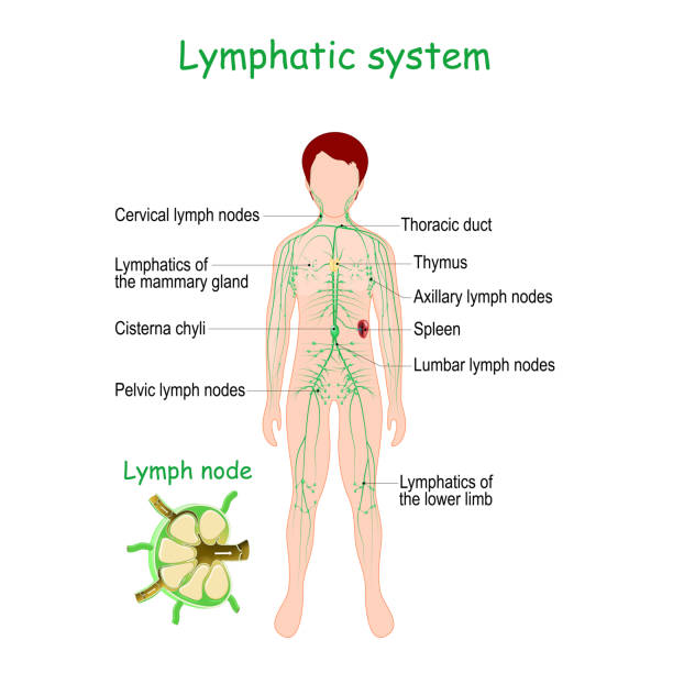 Lymphatic system. Human body Lymphatic system. Human body with lymphoid organs (Spleen, Thymus), Lymphatic vessel, lymph nodes, and Cisterna chyli. Vector illustration lymphatic system stock illustrations