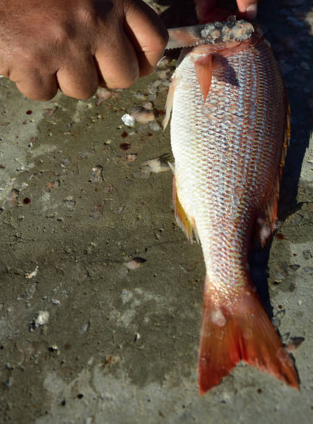 Fisherman cleaning a fresh silverfish soon after it was caught
