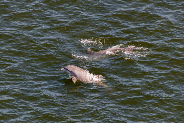 istock porpoise 1330943586